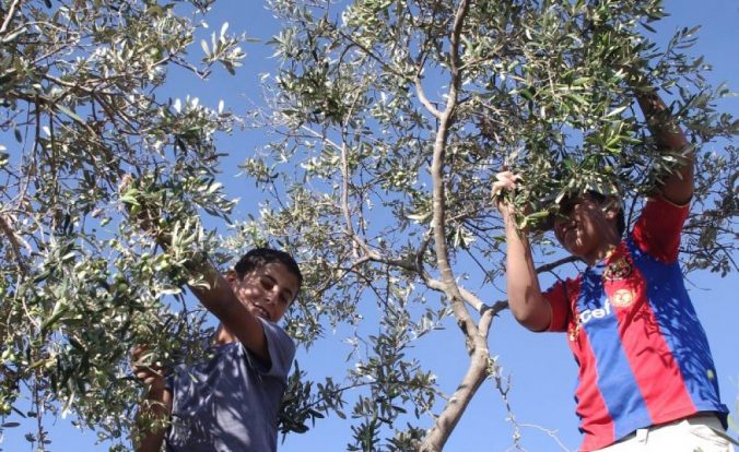 Children harvest olives in Palestine picture