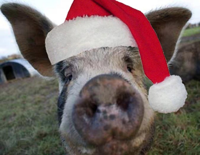 Picture of a pig with santa hat